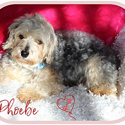 Thumbnail photo of Phoebe Noel-pending adoption #2