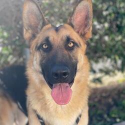 German Shepherd Dog Puppies For Sale In Vacaville California Adoptapet Com