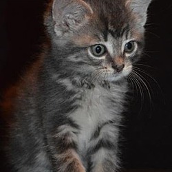 Thumbnail photo of Ab Litter Talia - Adopted 09.16.16 #2