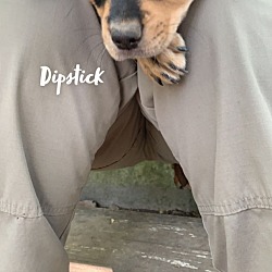 Photo of Dipstick