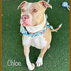 Thumbnail photo of CHLOE (Rescue Only) #3