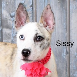 Thumbnail photo of Sissy #1