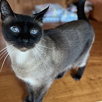 adopt a pet