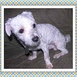 Thumbnail photo of Adopted!!Hobie - IL #1