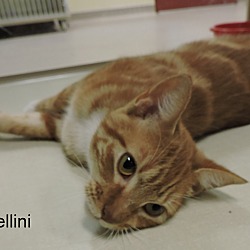Thumbnail photo of Bellini #3