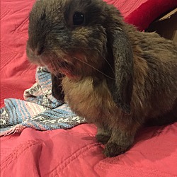 Thumbnail photo of Lily Lop #1