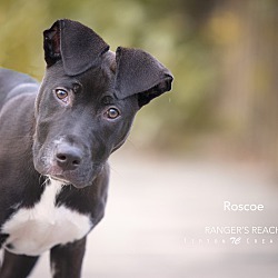 Thumbnail photo of Roscoe #1