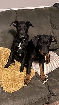 Lawrenceville, GA - Doberman PinscheLabrador Retriever. Meet Benz a