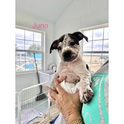 Thumbnail photo of Juno #1