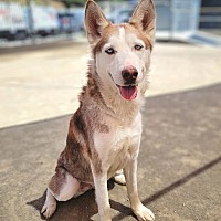 adopt a pet