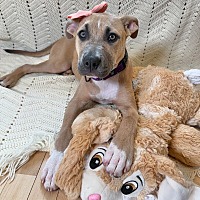 adopt a pet