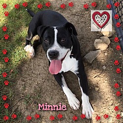 Thumbnail photo of Minnie #1