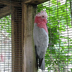 Thumbnail photo of Rose Breasted Cockatoo #2
