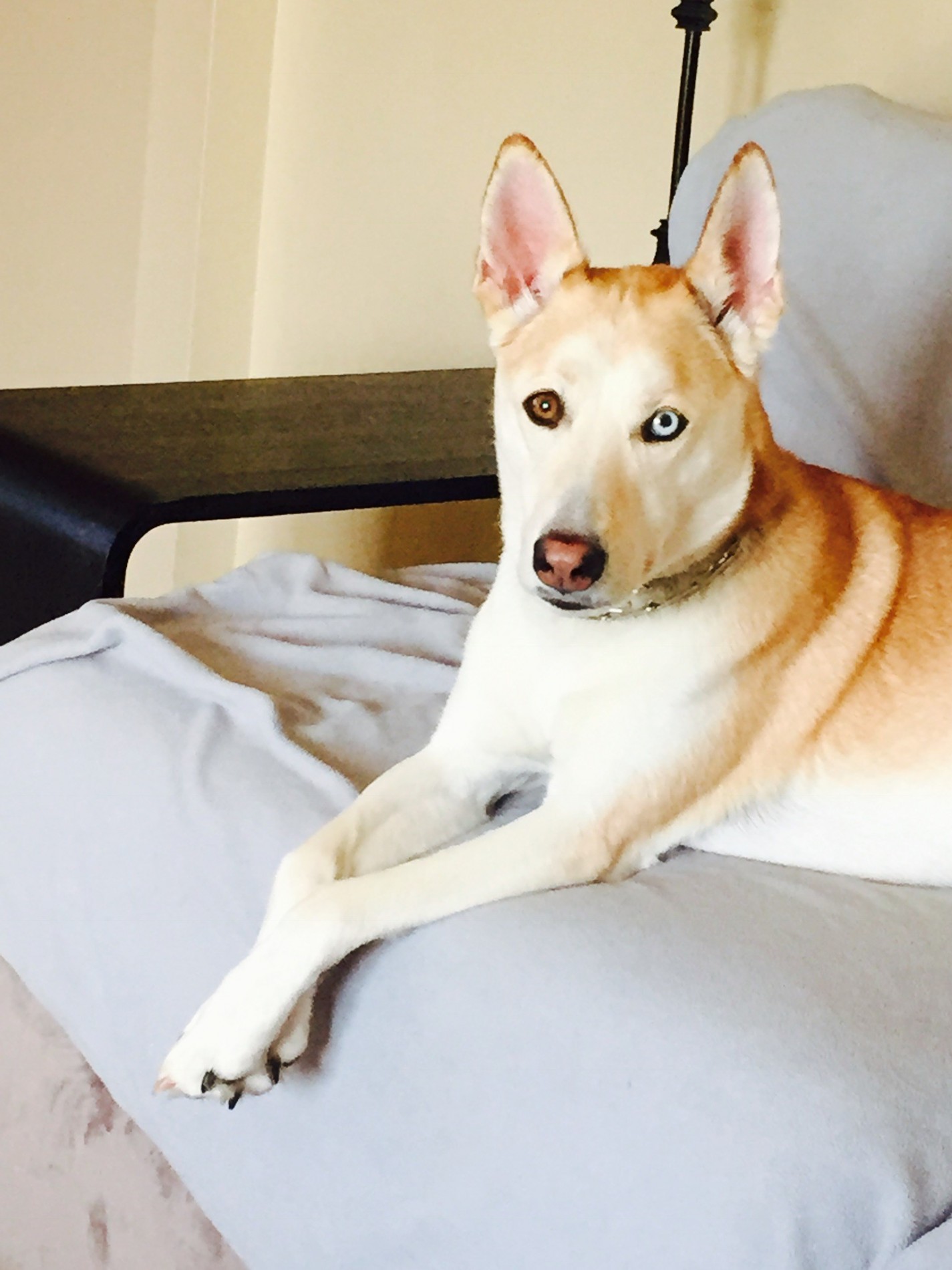 Pensacola Fl Shiba Inu Meet Stormy A Pet For Adoption