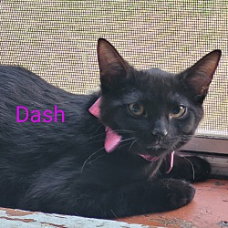 Photo of Kittens - Dot & Dash