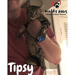 Thumbnail photo of Tipsy #4