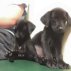 Photo of Lab puppies!