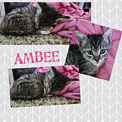 Photo of Ambee