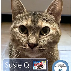 Thumbnail photo of Susie Q #1