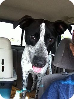 english pointer greyhound mix