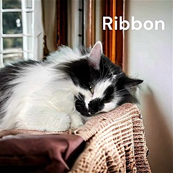 Photo of Ribbon