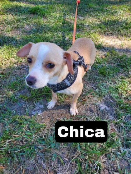 Photo of Chico aka Chica