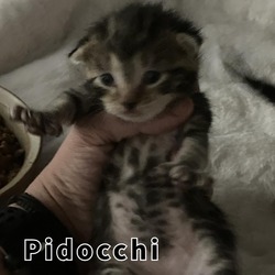 Photo of Pidocchi