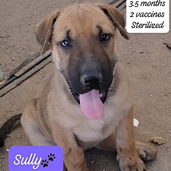 Thumbnail photo of Sully #3