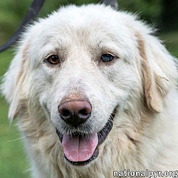 Thumbnail photo of Sandy in TN - Pocket-Pyr People-Lover! #1