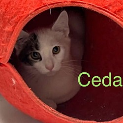 Thumbnail photo of Cedar #1