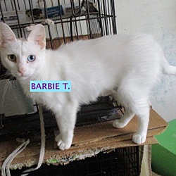 Thumbnail photo of Barbie-adopted 7-27-19 #2