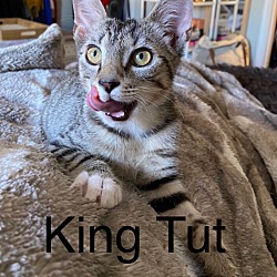 Photo of King Tut