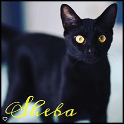 Thumbnail photo of Sheba #2