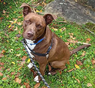 dna for dogs petsmart