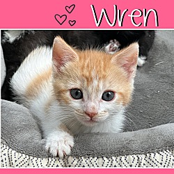 Thumbnail photo of Wren #1