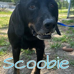 Photo of Scoobie