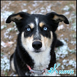Photo of Kuma