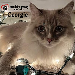 Photo of Georgie (Courtesy Post)