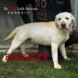 Thumbnail photo of Brooklyn 8571 #2