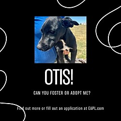 Thumbnail photo of Otis #1