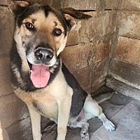 adopt a pet