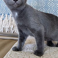 adopt a pet