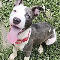 adopt a pet