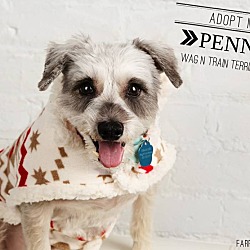 Thumbnail photo of Penny-pending adoption #2
