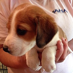 Thumbnail photo of Millington Pup #3-Boy! #4