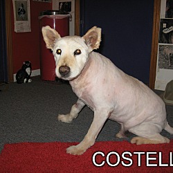 Thumbnail photo of COSTELLO #1