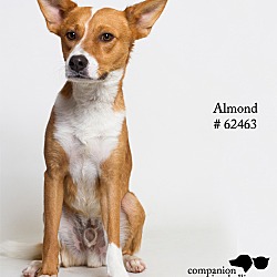 Thumbnail photo of Almond #4