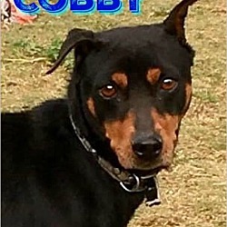 Photo of Cobby