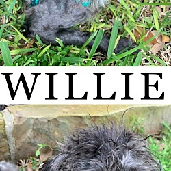 Thumbnail photo of WILLIE #1