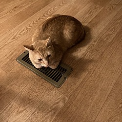 Photo of Simba